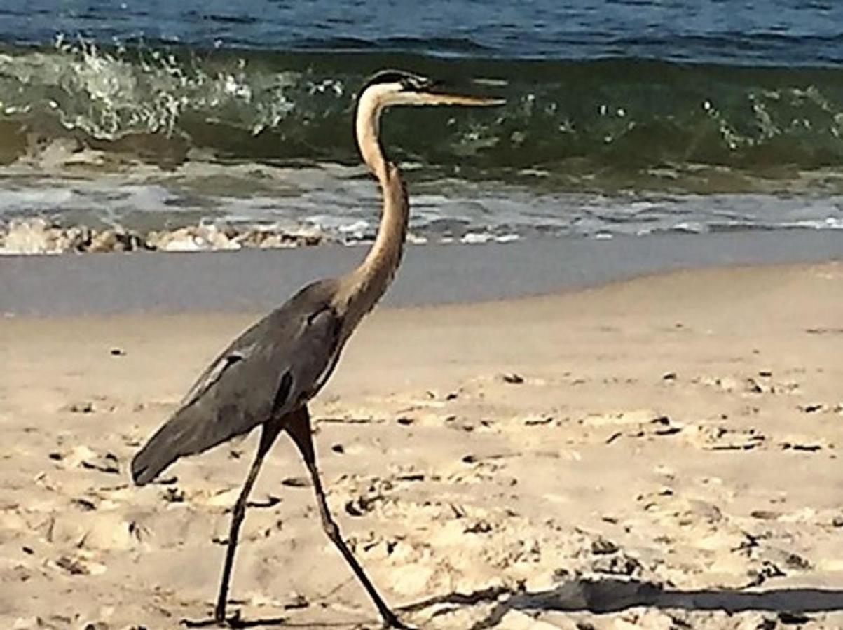 Phoenix Gulf Shores 1203 By Bender Vacation Rentals Dış mekan fotoğraf